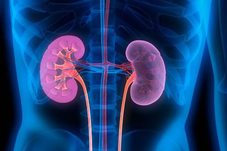 Human kidneys illustration