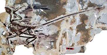 Skeleton of the paravian dinosaur Microraptor, from the Early Cretaceous (125 million years ago) of NE China.  This dinosaur was experimenting with flight, but its unique kind of flight – gliding using all four feathered limbs – did not lead to anything. Image is supplied with permission from the Institute of Vertebrate Paleontology & Paleoanthropology (IVPP), Beijing.  