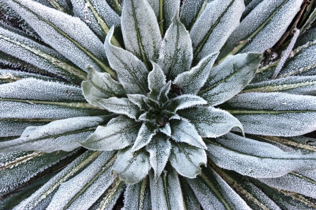 Calming flower from the University of Bristol's botanical gardens