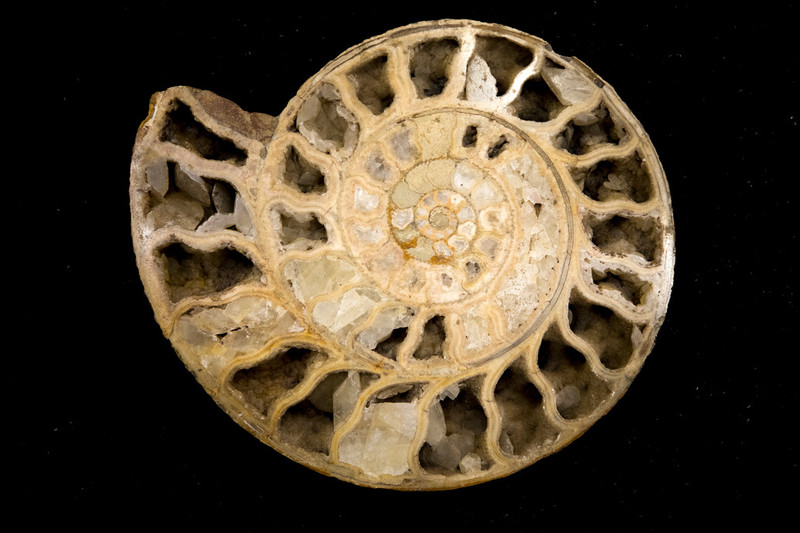 Earth Sciences look at ammonites on their undergraduate courses