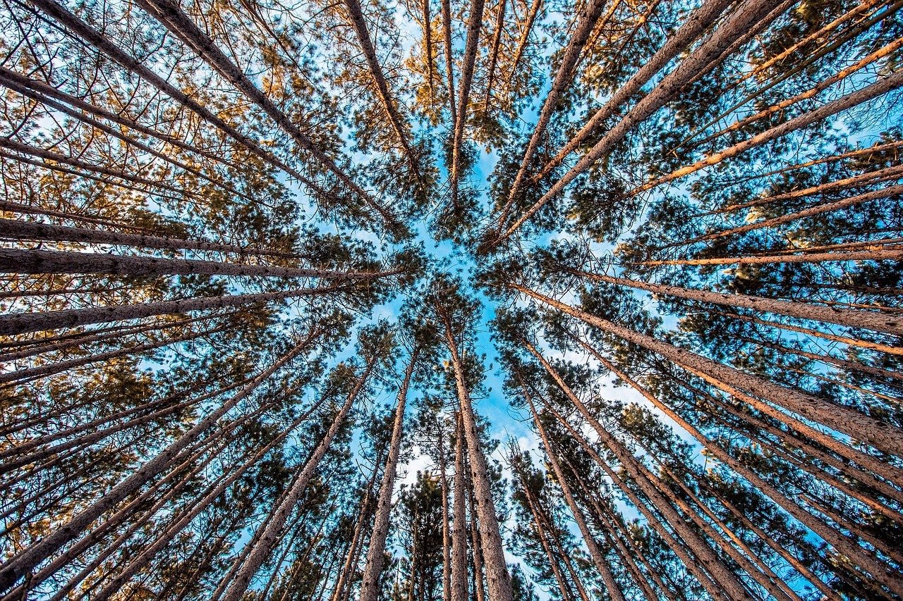 Looking up through a canopy of trees