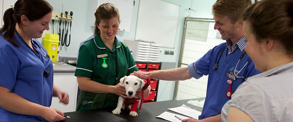 BVSc Gateway to Veterinary Science | Study at Bristol | University of  Bristol