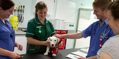 Four people in scrubs surrounding a small white dog.