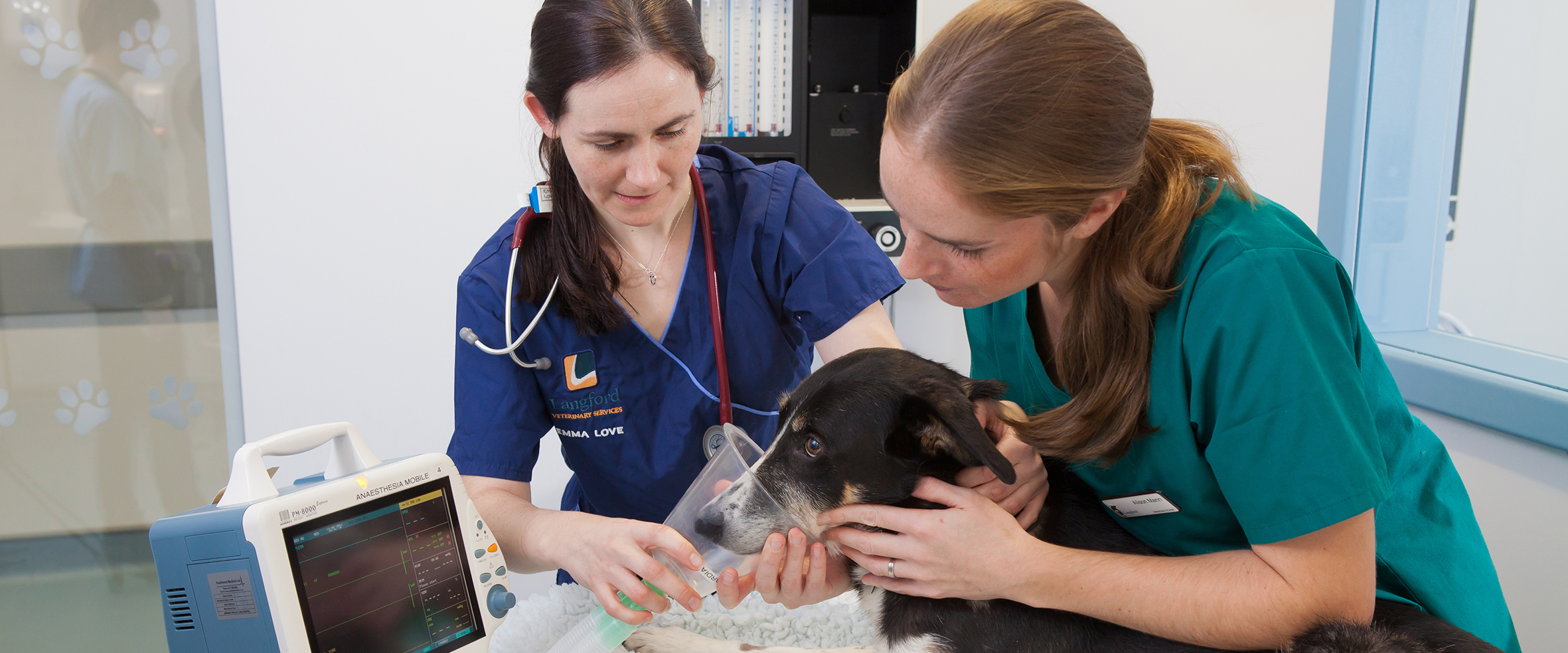 BSc Veterinary Nursing and Companion Animal Behav | Study at Bristol |  University of Bristol