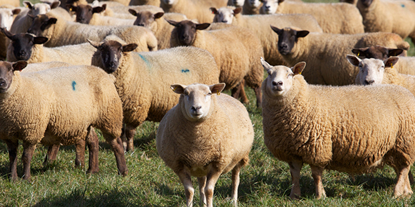 group of sheep in a field