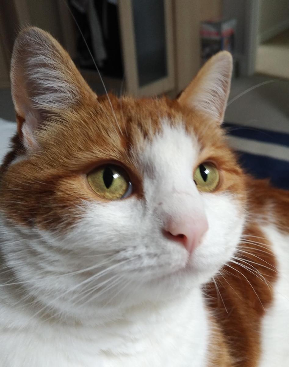 Ginger and white cat face 