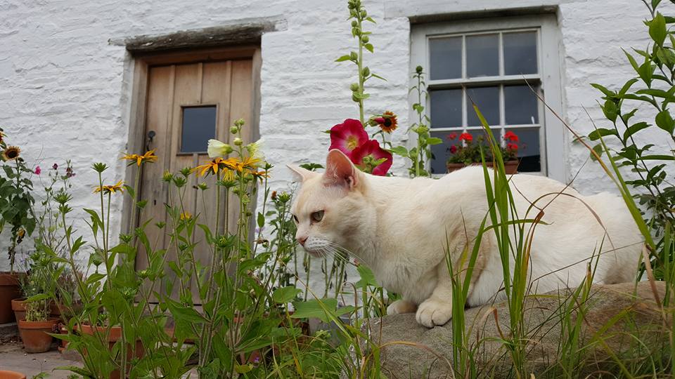 White cat in a garden with flowers