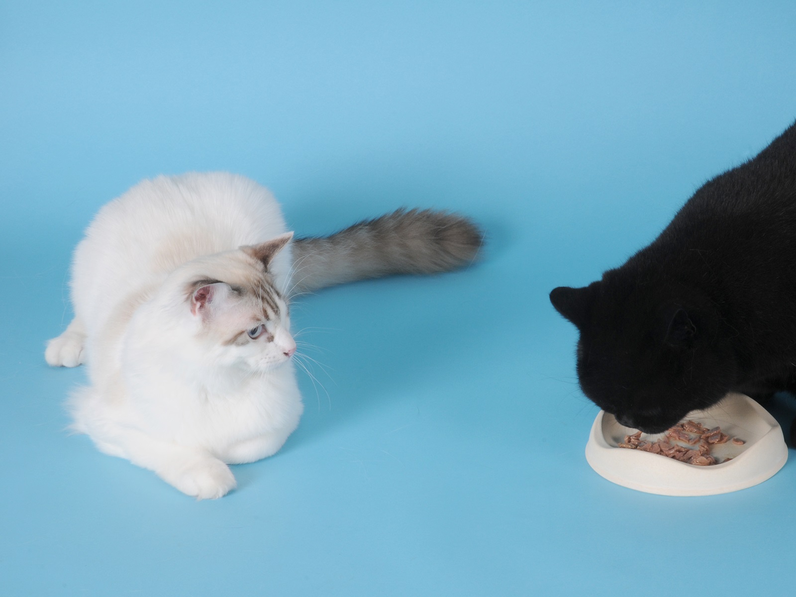 two cats eating facing each other
