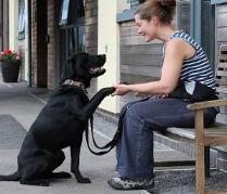 /vetscience/services/behaviour-clinic/dogbehaviouralsigns/images/training1.jpg