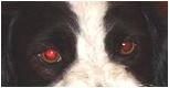 /vetscience/services/behaviour-clinic/dogbehaviouralsigns/images/wideeye2.jpg