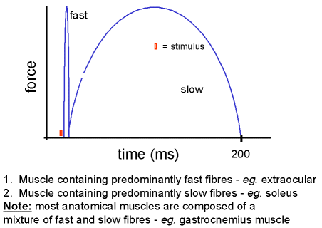 Fast And Slow Twitch Muscle Fibers Chart