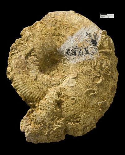 Ammonite