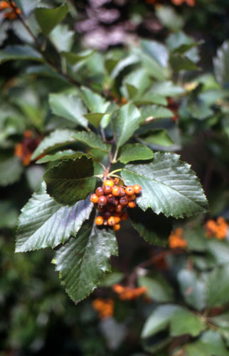 Bristol Whitebeam