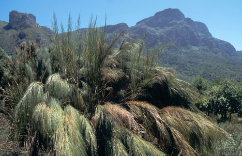 Cannomois virgata