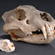 cat skulls