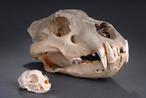 Cat skulls