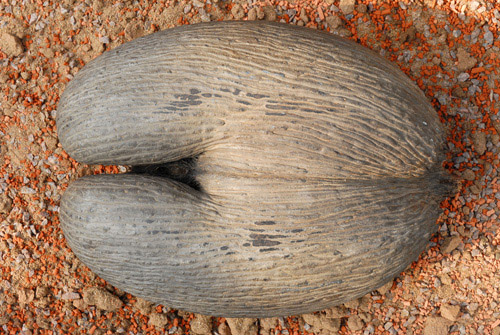 Seed of the Coco de Mer