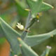 Colletia paradoxa