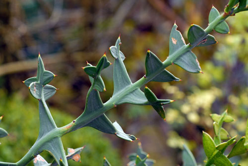 Colletia paradoxa