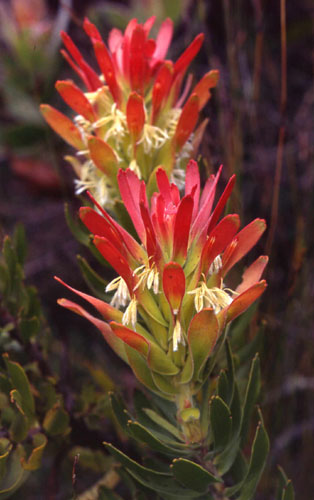 Cowl Pagoda Protea