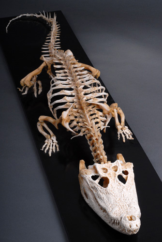Nile crocodile skeleton