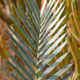 Encephalartos lehmannii