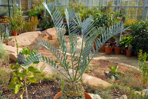 Encephalartos lehmannii