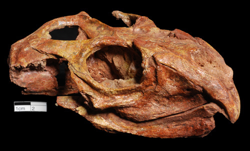 Rhynchosaur skull