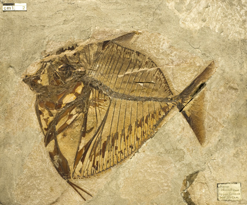 Fossil fish