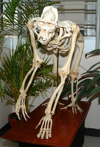 Gorilla skeleton