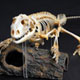iguana skeleton