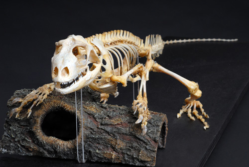Giant Iguana skeleton