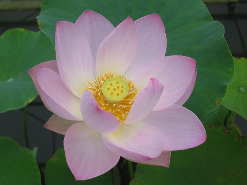 The sacred lotus Nelumbo nucifera originates from India South East Asia