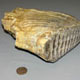 mammoth tooth