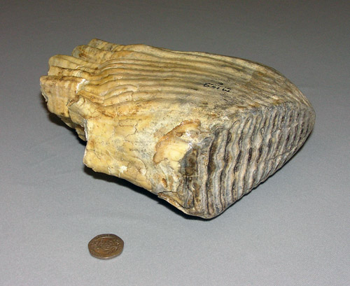 Mammoth molar