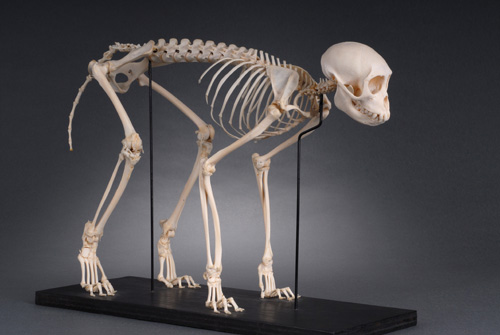 Colobus Monkey skeleton