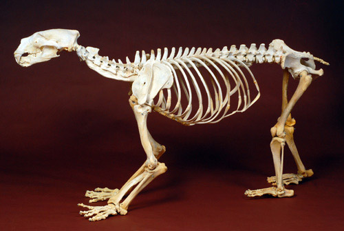 Polar bear skeleton