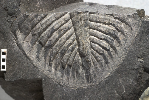 Trilobite tail