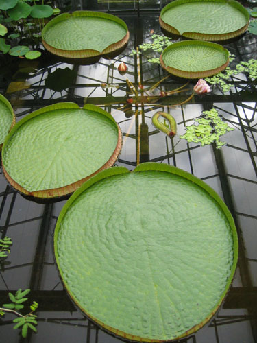 Giant Amazon Waterlily