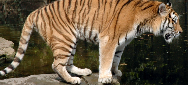 Tiger, photo by Innes Cuthill