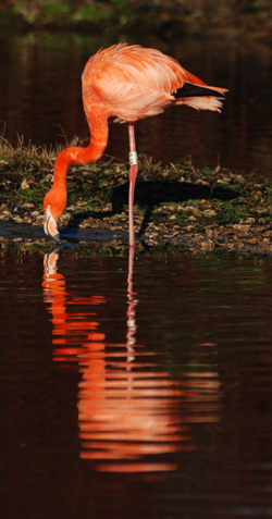 Flamingo, photo by Innes Cuthill