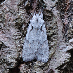 Camoflaged moth, photo by Innes Cuthill