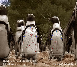 Automated real-time identification of penguins, photo by Tilo Burghardt