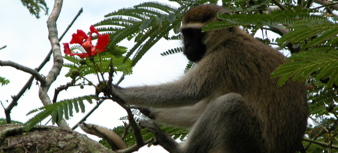 Romantic monkey
