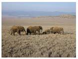 elephant_family.gif