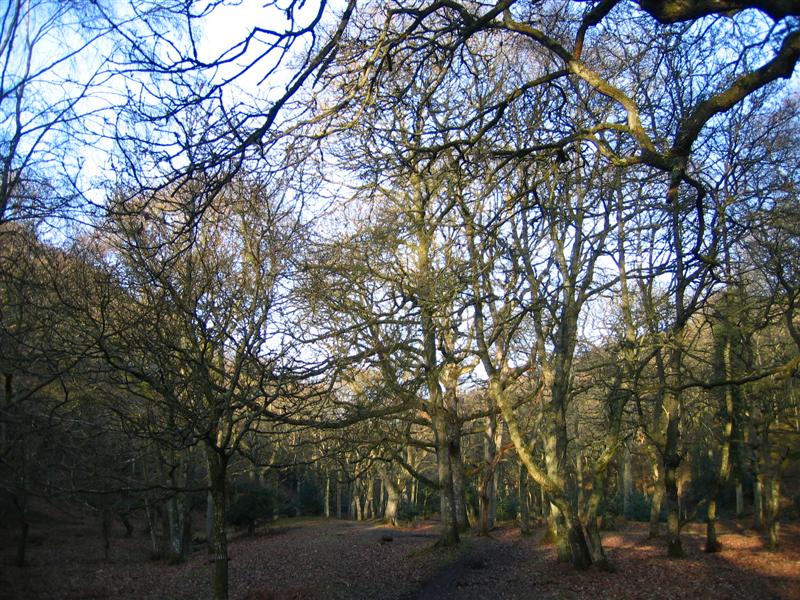 Forest at Lady's Edge