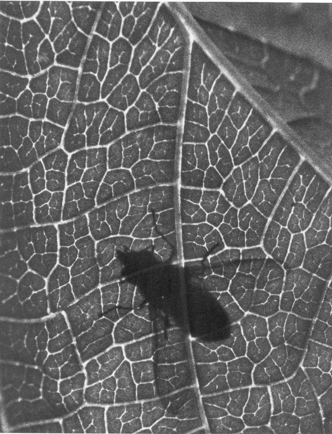 photograph of a fly's shadow through a leaf