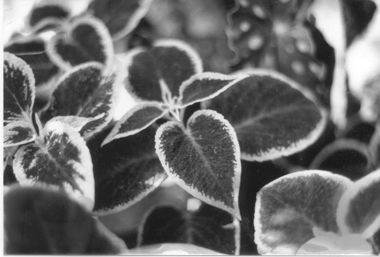 photograph of variagated leaves