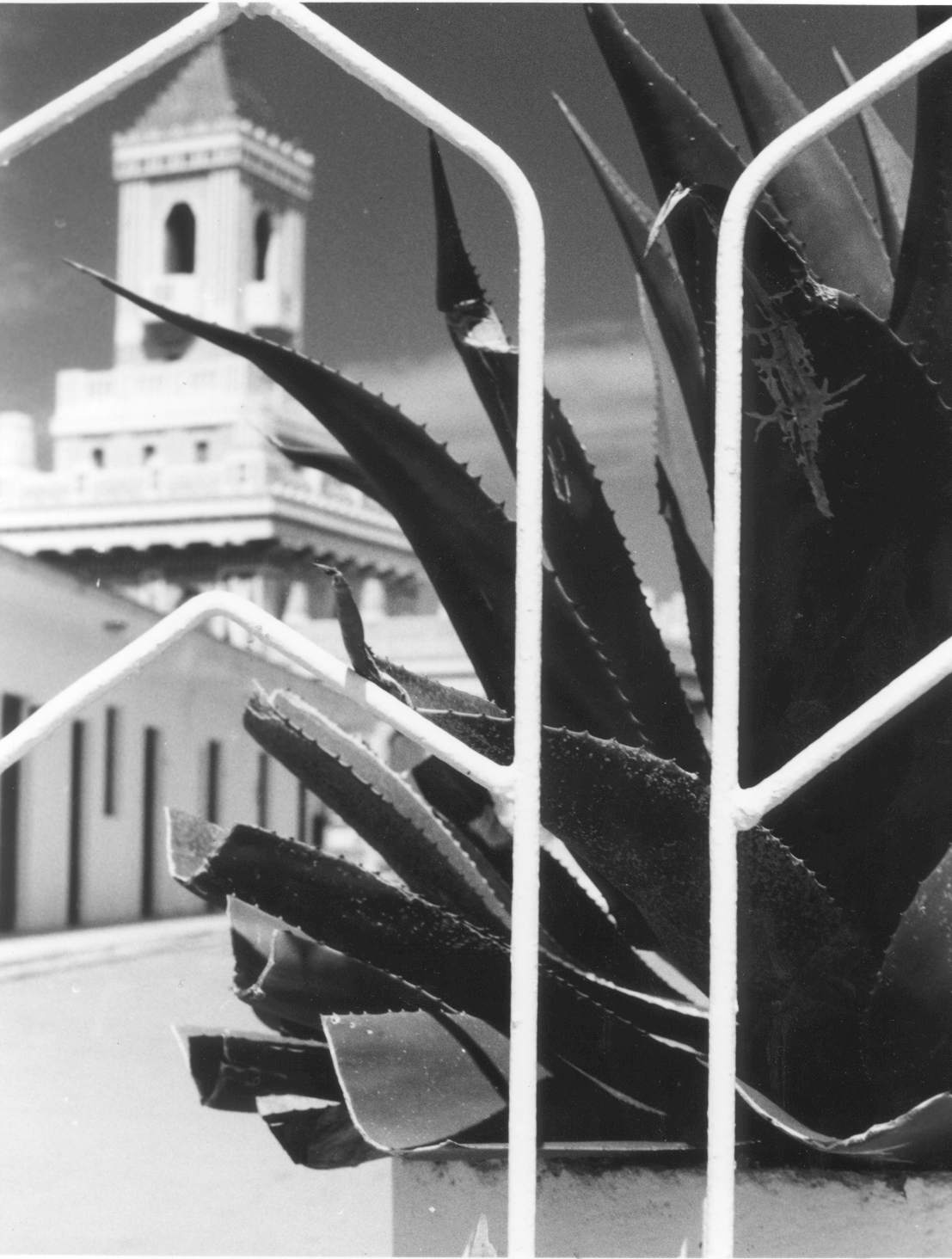 photograph of sisal seen through railings