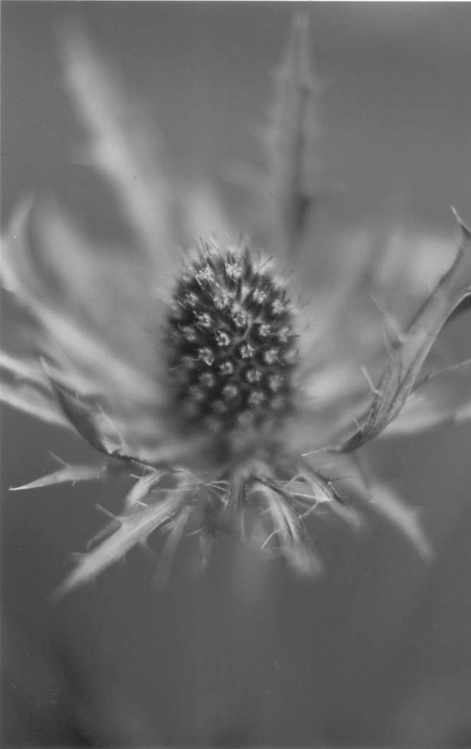 close up picture of a Thistle